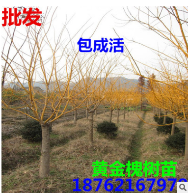 批發黃金槐 嫁接 金絲槐樹苗 小苗23456公分南北方種植庭院種子
