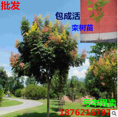 批發(fā) 黃山欒樹苗 欒樹樹苗 北京欒樹欒樹小苗