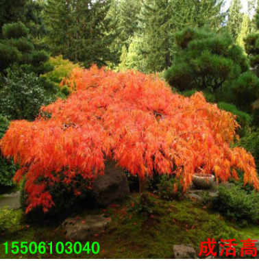 批發(fā) 羽毛楓小苗金葉楓樹苗日本紅楓苗美國紅楓紅舞姬盆栽南北方