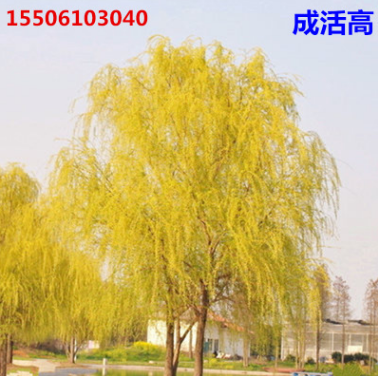 批發(fā)金絲垂柳 黃金柳 垂柳苗 柳樹苗 垂楊柳 枝條竹柳苗 竹柳小苗