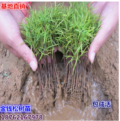 批發(fā)基地直銷供應(yīng) 金錢松樹苗 金錢松小苗