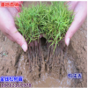 批發(fā)基地直銷供應(yīng) 金錢松樹苗 金錢松小苗