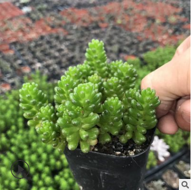 青州基地大量供應(yīng)多肉植物 支持批發(fā) 盆栽植物