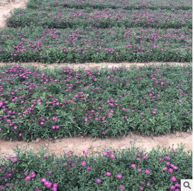 青州苗圃出售優質荷蘭菊 耐干旱宿根花卉 量大從優