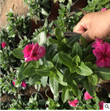 多年生草本綠植天天開(kāi)批發(fā) 可盆栽觀賞植物