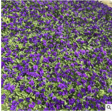 供應優(yōu)質(zhì)時令草花矮牽牛 綠化工程 量大從優(yōu)