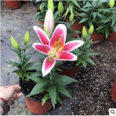 山東青州基地直銷百合花 盆裝3棵 可批發(fā) 質(zhì)量好