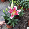 山東青州基地直銷百合花 盆裝3棵 可批發(fā) 質(zhì)量好