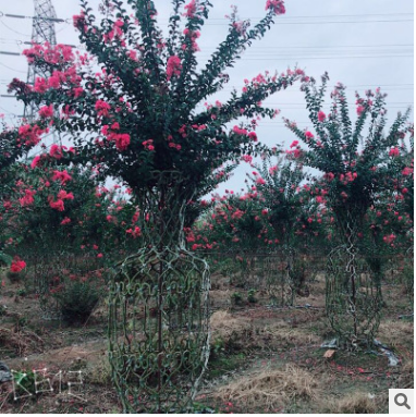 紫薇花瓶造型景觀樹盆栽批發帶根編織植物樹苗 盆景樹樁