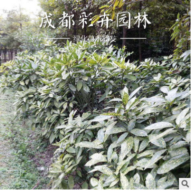 成都彩卉園林 灑金珊瑚
