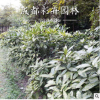 成都彩卉園林 灑金珊瑚