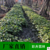 鴨腳木造型景觀樹盆栽批發帶根編織植物樹苗