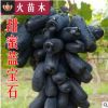 專(zhuān)業(yè)苗木基地直銷(xiāo) 甜蜜藍(lán)寶石葡萄苗 葡萄樹(shù)苗 南方北方種植