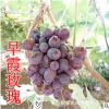 山東大澤山 早霞玫瑰葡萄樹(shù) 早熟葡萄 無(wú)核葡萄樹(shù)