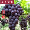 巨峰葡萄苗果樹(shù)苗木葡萄樹(shù)苗南方北方種植 山東基地直銷(xiāo)批發(fā)供應(yīng)