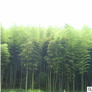 北京苗圃供應(yīng)苗木竹子 毛竹 送貨上門成活可負(fù)責(zé)栽植 可開票