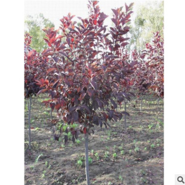 北京苗圃供應(yīng)苗木樹苗加拿大紅櫻 可負(fù)責(zé)栽植 可開票