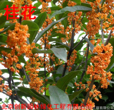 桂花樹1到15公分桂花大樹盆栽花卉庭院綠植同城免費提供種植技術
