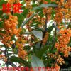 桂花樹1到15公分桂花大樹盆栽花卉庭院綠植同城免費提供種植技術