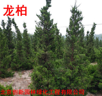 苗圃綠化苗木 松樹苗龍柏松苗 松樹盆栽四季常青道路庭院樹苗