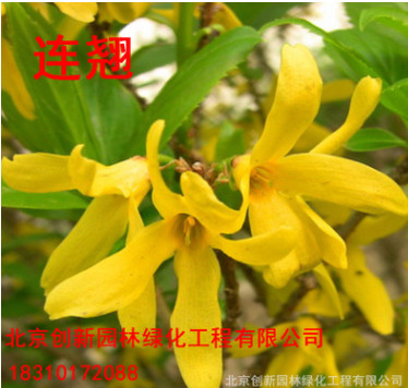 連翹花苗 庭院觀花綠植 黃金連翹球苗木 黃老虎苗 綠化工程用苗
