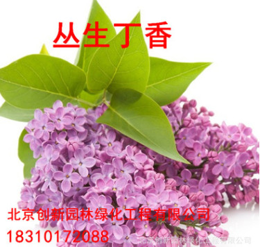 丁香花苗 庭院陽(yáng)臺(tái)盆栽地栽植物 丁香花樹苗 盆栽花卉開花綠植