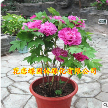 庭院花卉牡丹種子 洛陽牡丹種子花卉發芽率高 多花重瓣牡丹種子