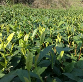 供應新品種茶苗 白牡丹