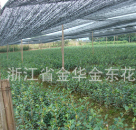 供應茶梅苗木 各種規格茶梅苗木及綠化苗木 舉報