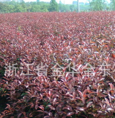 供應紅葉石楠籬笆苗 高度1米以上 冠幅50至70厘米綠化苗木