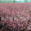 供應紅葉石楠籬笆苗 高度1米以上 冠幅50至70厘米綠化苗木