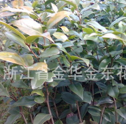 供應六角大紅茶花小苗 移植一二年生六角大紅茶花苗 綠化苗木