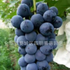 【爆款】優質夏黑無籽葡萄苗 夏黑葡萄苗 金華葡萄苗 批發葡萄苗