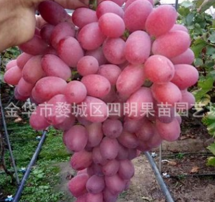 供應優質克倫生葡萄苗 晚熟無核紅提 貝達嫁接 克瑞生葡萄苗 正宗