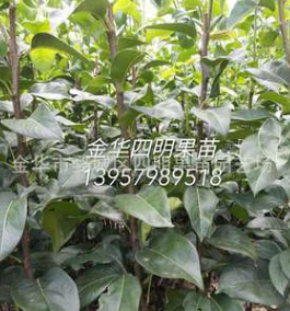 金華四明果苗供應商 出售優質翠冠梨苗 82梨苗 浙江梨苗 梨樹苗