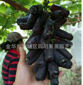 甜蜜藍寶石葡萄苗批發 金手指黑提葡萄苗 純度高 根系好 正宗