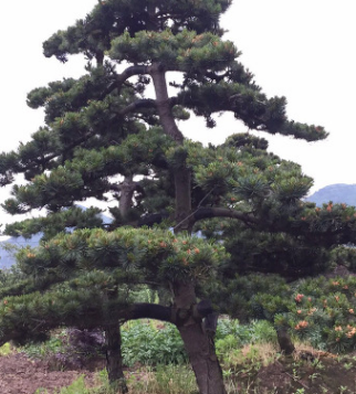 專供各類工程綠化苗木 苗圃栽培苗木 品種繁多 規格齊全 廠家直銷
