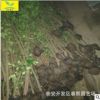 3米北海道黃楊 農戶自家種植 1米2米4米北海道 規格齊全 現場看樹