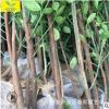 供應北海道 景觀觀賞樹 做綠籬圍墻 現場看樹 1.5-2.5米北海道