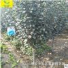 5-6公分以上西府海棠 自家種植規格全 樹枝直立性強 西府海棠樹