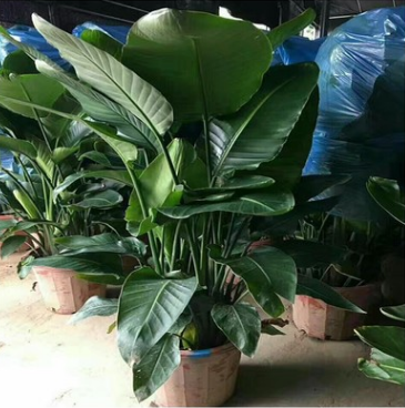 室內(nèi)大型綠植花卉 天堂鳥盆栽植物 鶴望蘭 吸甲醛 凈化空氣