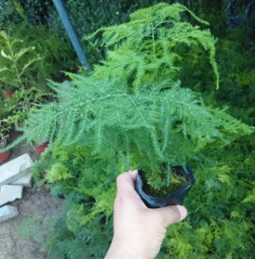 批發(fā)辦公室創(chuàng)意綠植盆栽 矮文竹 90迷你植物花卉盆栽