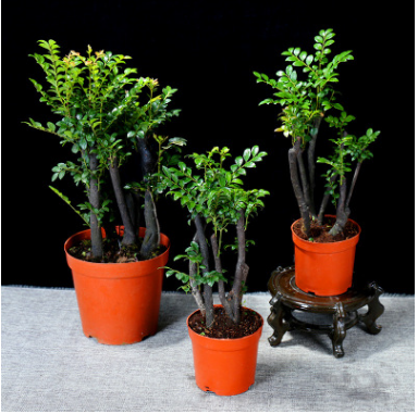 小葉紫檀盆景樹苗紫檀樹苗批發(fā)四季常青植物室內(nèi)耐寒盆栽花卉綠植