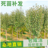 矮化柱狀蘋果樹(shù)苗 紅富士蘋果苗 直供新疆3-5公分蘋果樹(shù)占地用苗