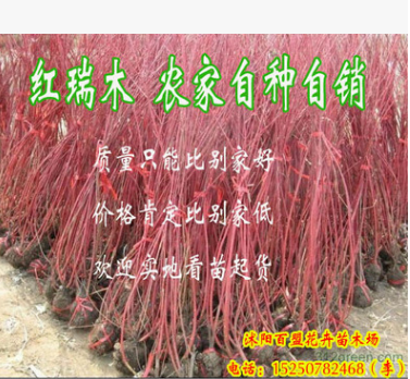 批發(fā)綠化苗木 紅瑞木 紅馬球 叢生紅瑞木 園林苗木批發(fā) 1米左右高