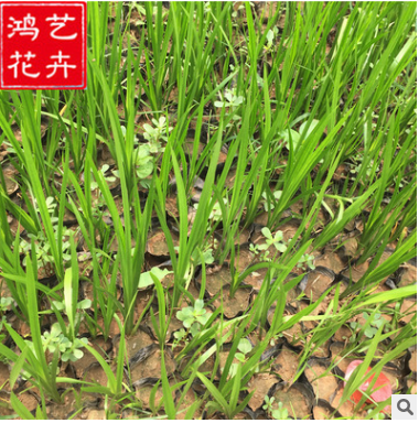 基地直銷優質水生植物香蒲 凈化水體 花卉荷塘綠化苗木品種齊全