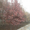 供應苗木北美紅橡樹新品種歐洲紅櫟、變色好、生長快、質優價廉、