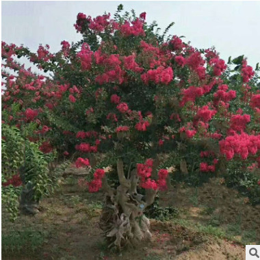 紅火球百日紅 樹苗多規格紫薇樹 基地供應風景樹綠化喬木