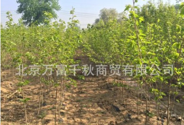 桑樹苗 果樹苗 植樹 種樹 果苗（百年古桑樹嫁接）果實飽滿