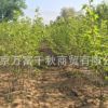 桑樹苗 果樹苗 植樹 種樹 果苗（百年古桑樹嫁接）果實飽滿